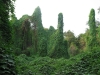 Vnitrozemí ostrova Ko Samet je porostlé bujnou vegetací