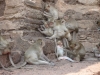 Lop Buri - opičí kolonie